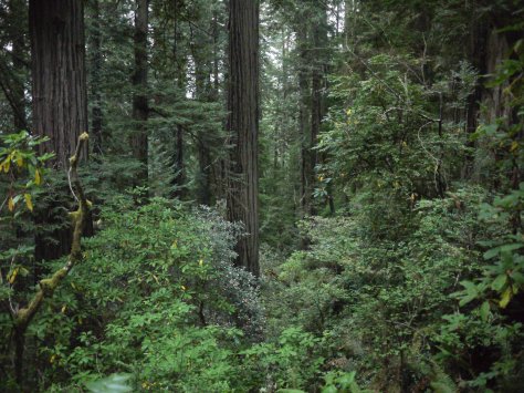 2014-10-30 Coastal Redwoods (67 of 77)